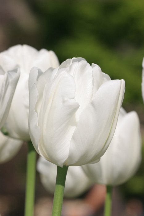 Tulipes a Morges 2007 - 198